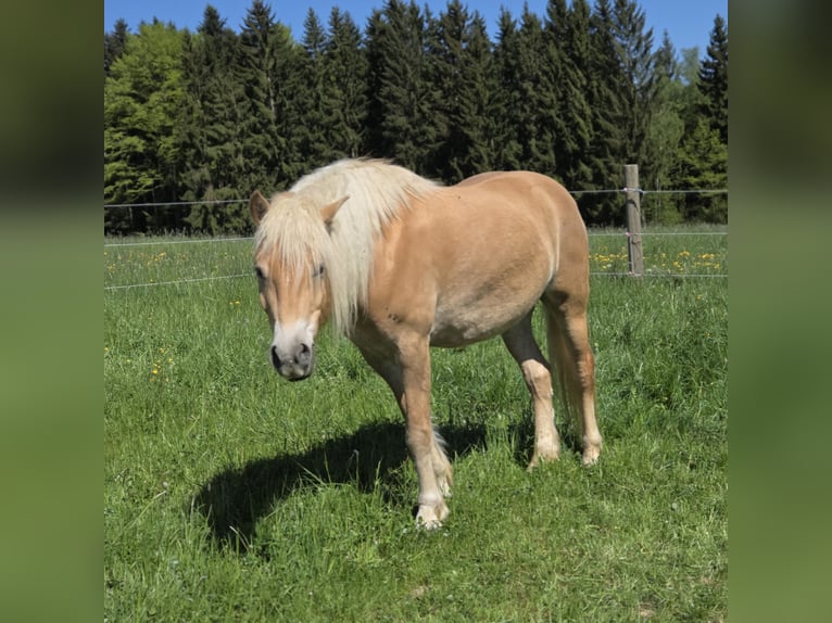 Haflinger / Avelignese Castrone 5 Anni 157 cm Sauro in Auerbach