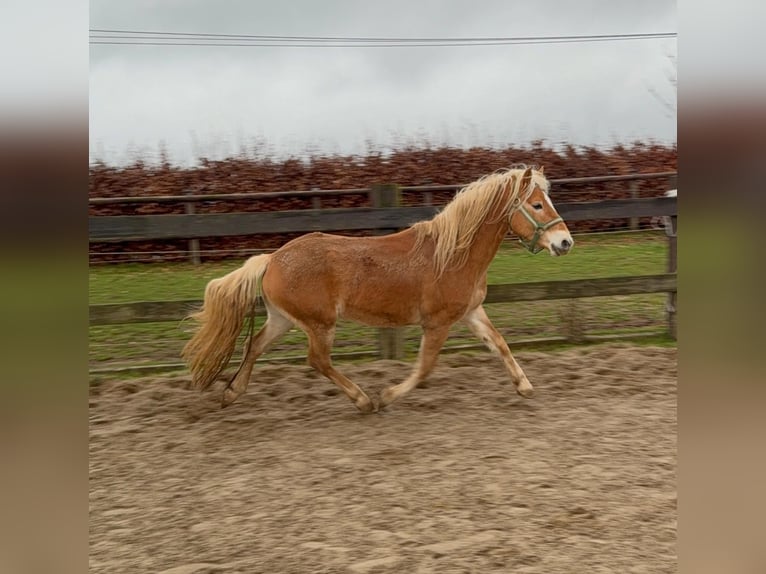 Haflinger / Avelignese Castrone 5 Anni 160 cm Sauro in Daleiden