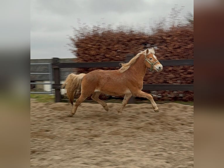 Haflinger / Avelignese Castrone 5 Anni 160 cm Sauro in Daleiden