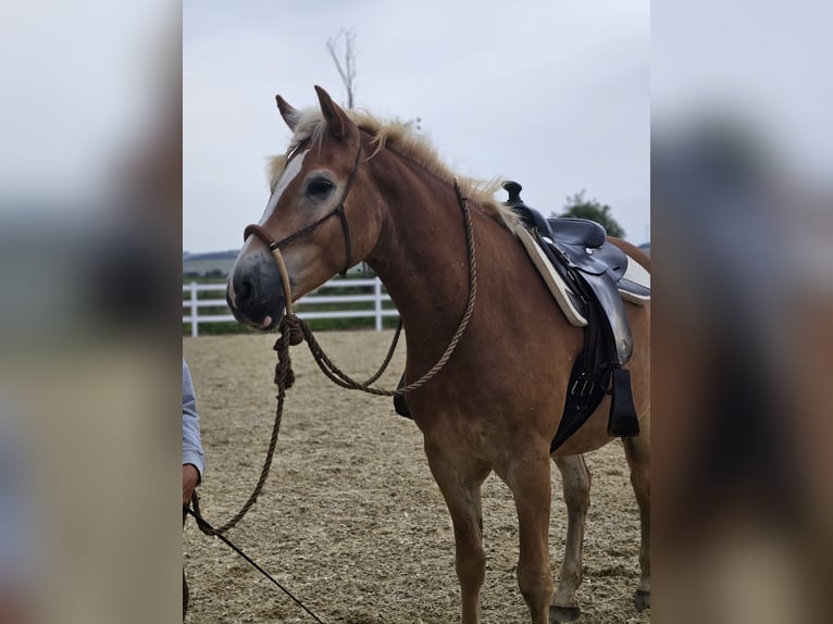 Haflinger / Avelignese Castrone 5 Anni 161 cm Sauro in Zülpich