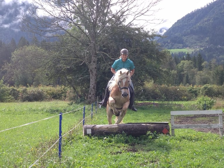 Haflinger / Avelignese Castrone 5 Anni Sauro in St. Daniel im Gailtal