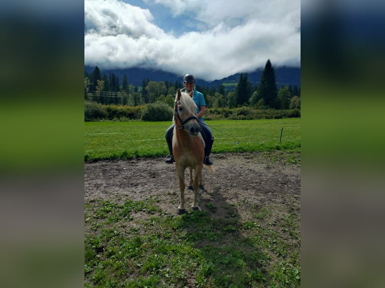 Haflinger / Avelignese Castrone 5 Anni Sauro in St. Daniel im Gailtal