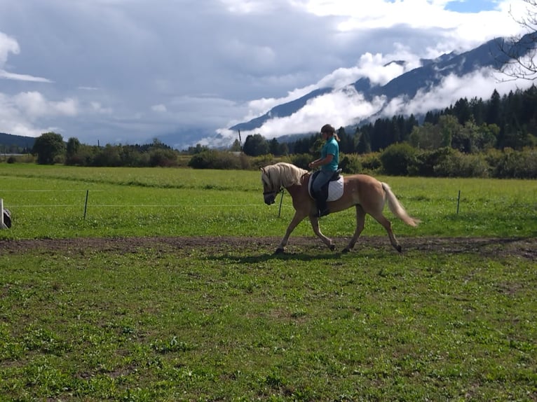 Haflinger / Avelignese Castrone 5 Anni Sauro in St. Daniel im Gailtal