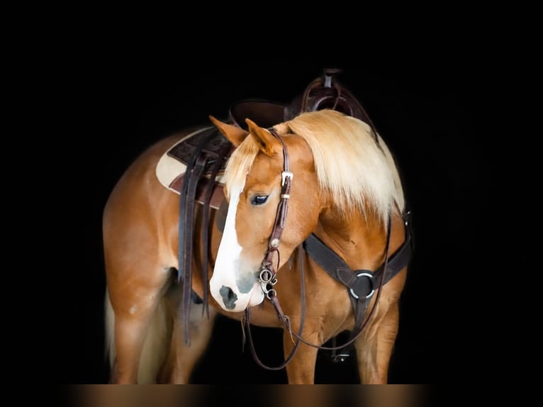 Haflinger / Avelignese Mix Castrone 5 Anni Sauro scuro in Clarion