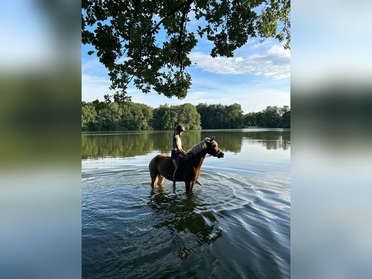 Haflinger / Avelignese Castrone 6 Anni 144 cm Sauro in Garrel