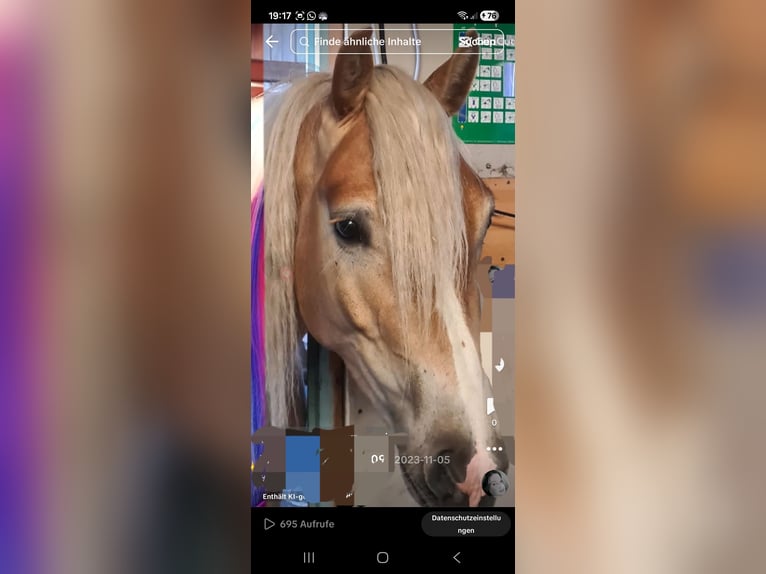 Haflinger / Avelignese Castrone 6 Anni 145 cm  in Brebel