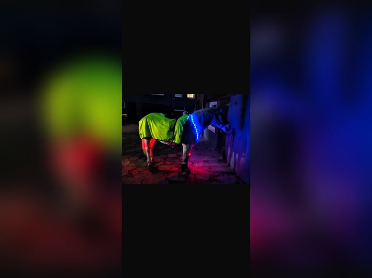 Haflinger / Avelignese Castrone 6 Anni 145 cm Sauro in Remscheid