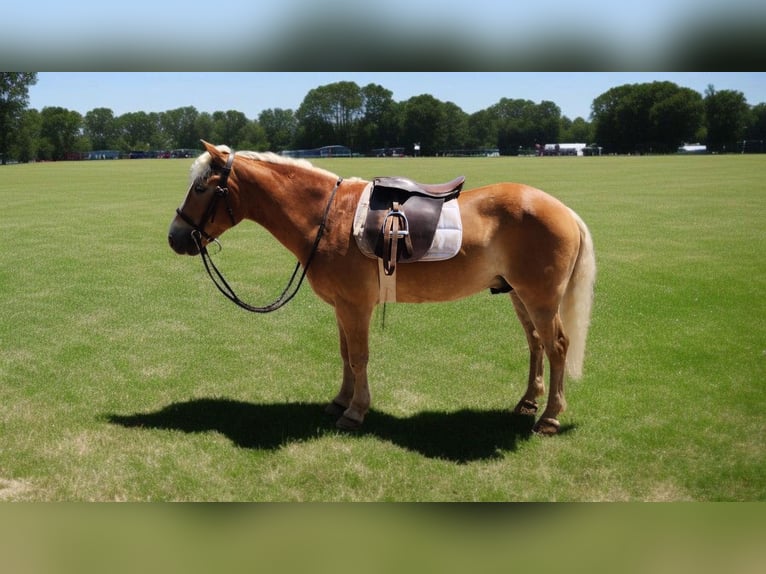 Haflinger / Avelignese Castrone 6 Anni 145 cm Sauro scuro in Camden, MI