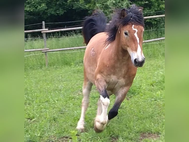 Haflinger / Avelignese Mix Castrone 6 Anni 146 cm Pezzato in Eltville am Rhein