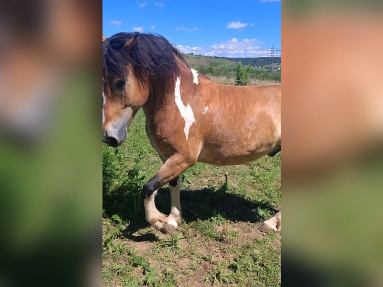 Haflinger / Avelignese Mix Castrone 6 Anni 146 cm Pezzato in Eltville am Rhein