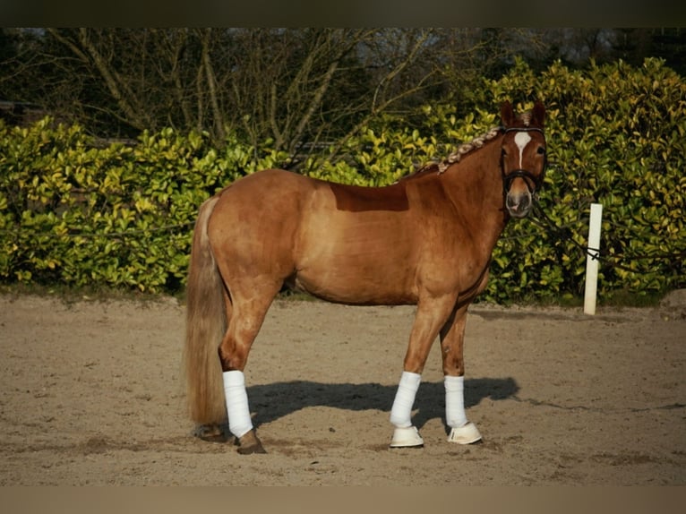 Haflinger / Avelignese Castrone 6 Anni 146 cm Sauro in Bremerhaven