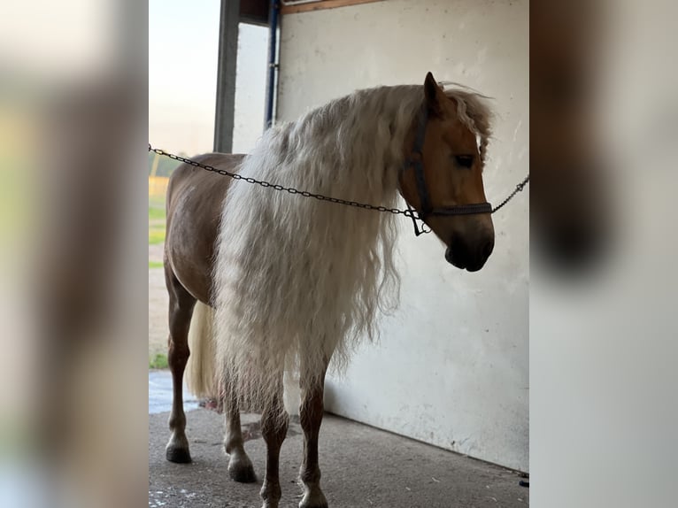 Haflinger / Avelignese Castrone 6 Anni 147 cm in Abbiategrasso