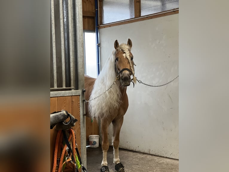 Haflinger / Avelignese Castrone 6 Anni 147 cm in Abbiategrasso