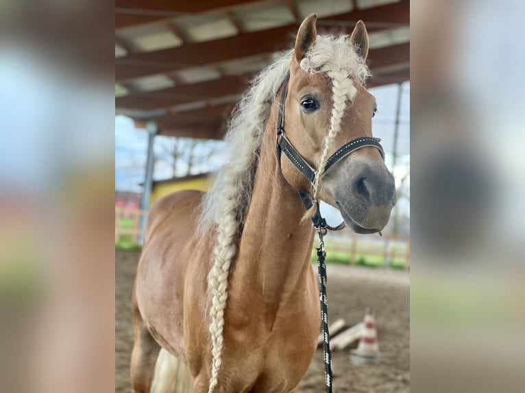 Haflinger / Avelignese Castrone 6 Anni 147 cm in Abbiategrasso