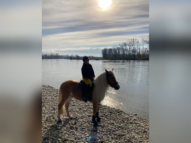 Haflinger / Avelignese Castrone 6 Anni 147 cm in Abbiategrasso