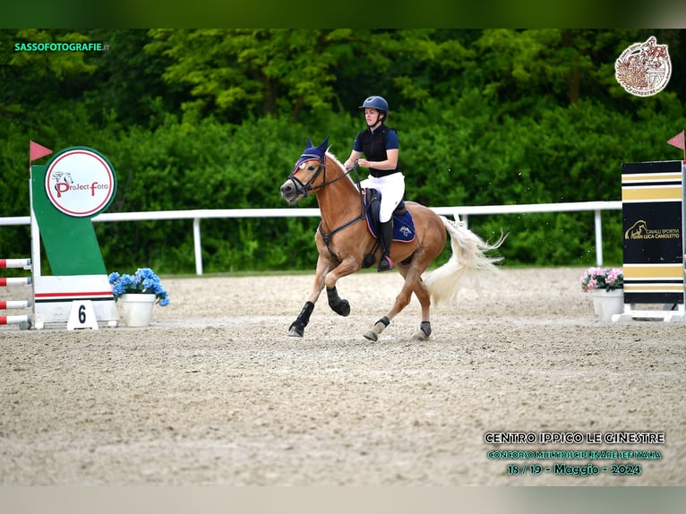 Haflinger / Avelignese Castrone 6 Anni 147 cm in Abbiategrasso