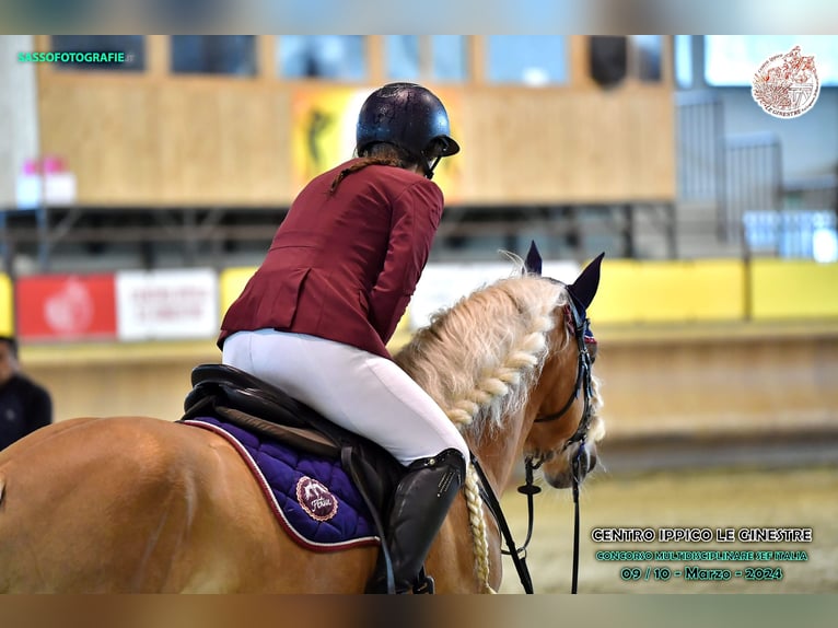 Haflinger / Avelignese Castrone 6 Anni 147 cm in Abbiategrasso
