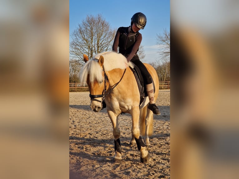 Haflinger / Avelignese Castrone 6 Anni 148 cm Sauro in Oldenburg