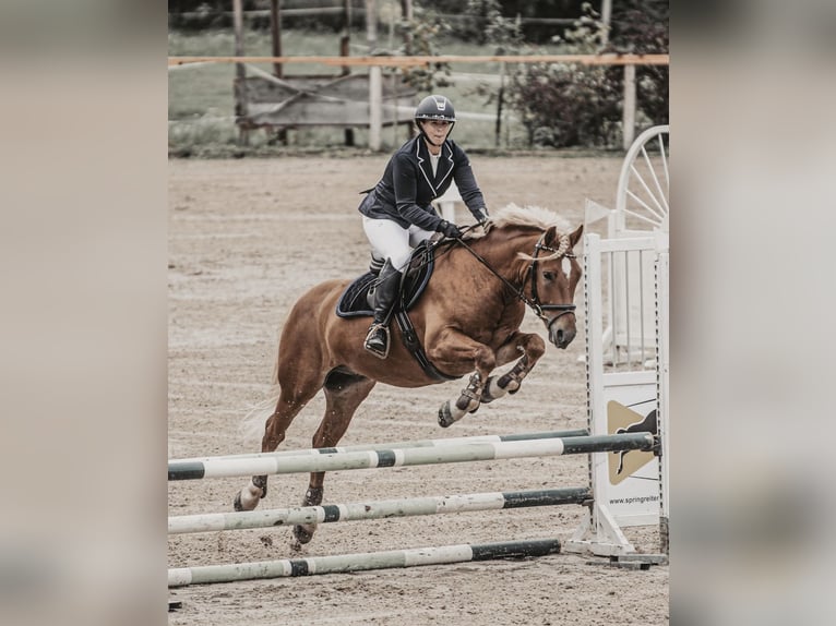Haflinger / Avelignese Castrone 6 Anni 148 cm Sauro scuro in Spittal an der Drau