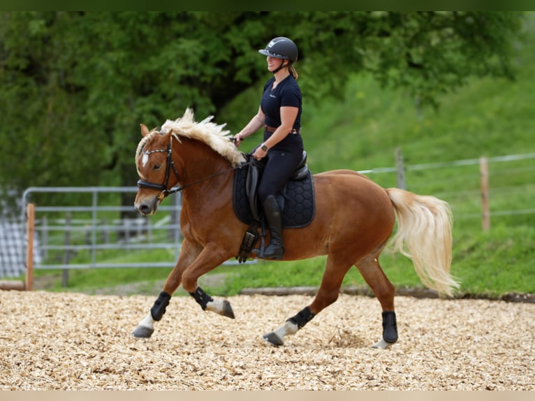 Haflinger / Avelignese Castrone 6 Anni 148 cm Sauro scuro in Spittal an der Drau