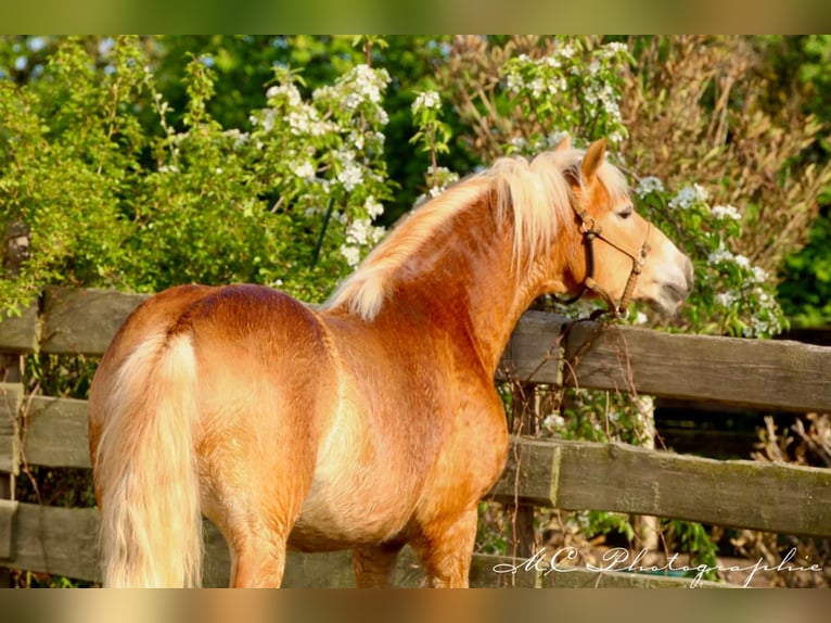 Haflinger / Avelignese Castrone 6 Anni 150 cm Baio chiaro in Brandis