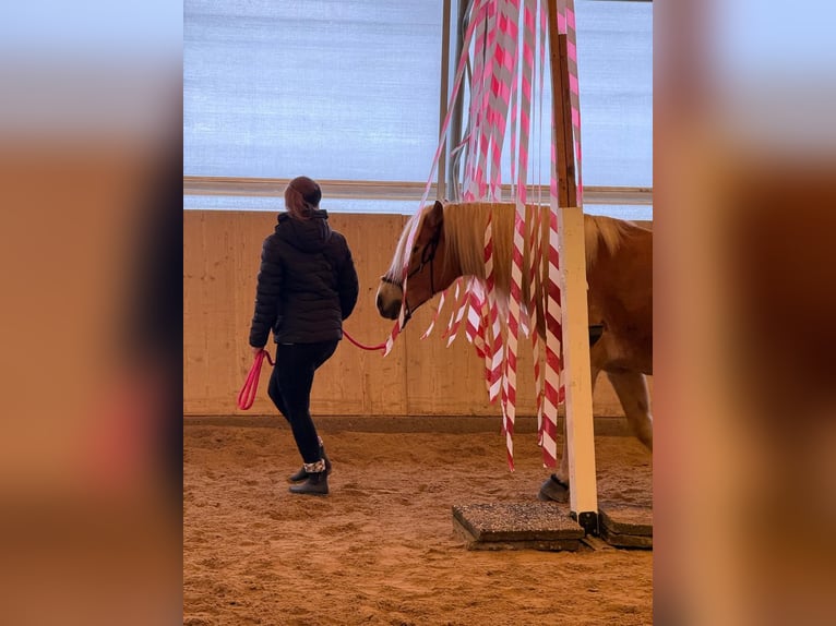 Haflinger / Avelignese Castrone 6 Anni 150 cm  in Hackenbuch