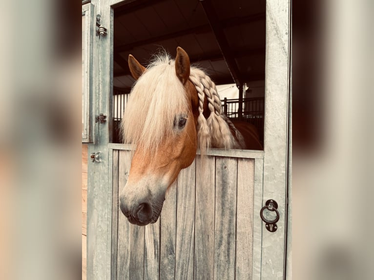 Haflinger / Avelignese Castrone 6 Anni 150 cm  in Hackenbuch