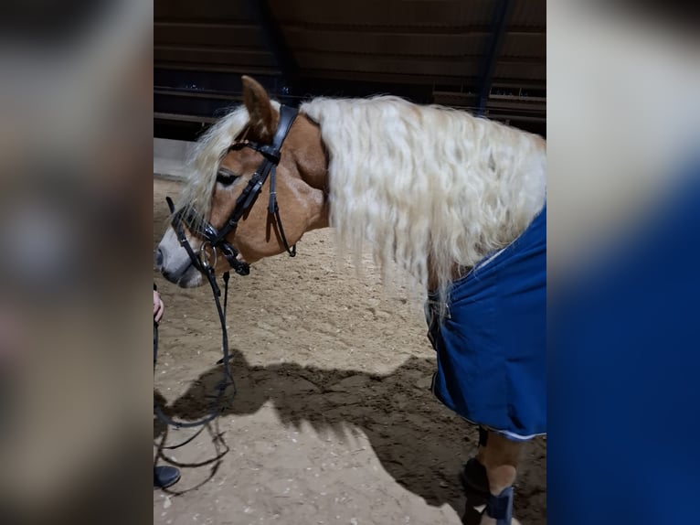 Haflinger / Avelignese Castrone 6 Anni 150 cm  in Hackenbuch
