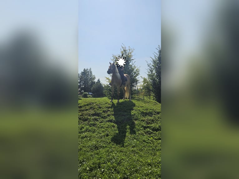 Haflinger / Avelignese Castrone 6 Anni 150 cm  in Hackenbuch