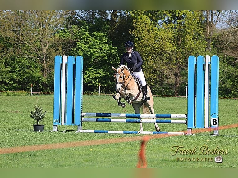 Haflinger / Avelignese Castrone 6 Anni 150 cm Palomino in Nieuwolda