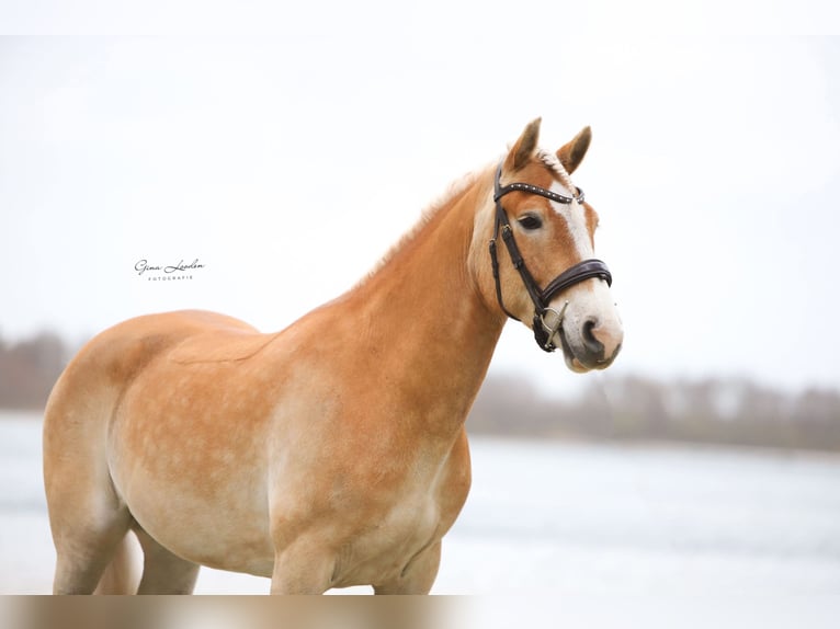 Haflinger / Avelignese Castrone 6 Anni 150 cm Palomino in Nieuwolda