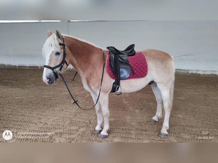 Haflinger / Avelignese Castrone 6 Anni 150 cm Sauro in Feldkirchen / Dionau