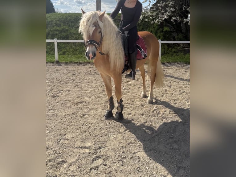 Haflinger / Avelignese Castrone 6 Anni 150 cm Sauro in St. Pölten