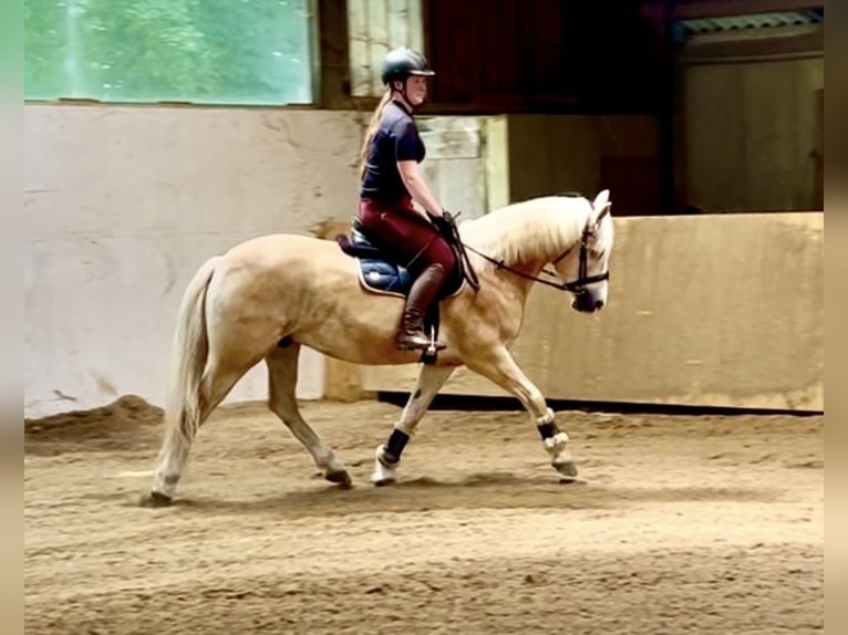 Haflinger / Avelignese Castrone 6 Anni 150 cm Sauro in Davidschlag