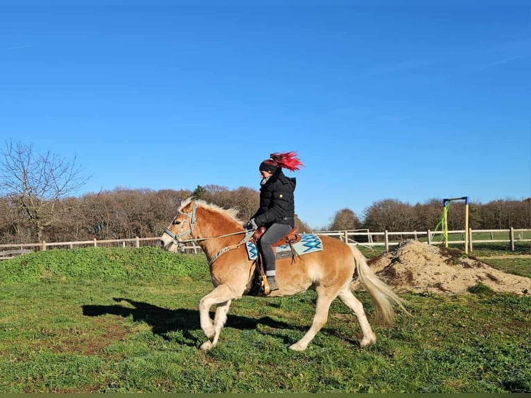 Haflinger / Avelignese Castrone 6 Anni 150 cm Sauro in Linkenbach