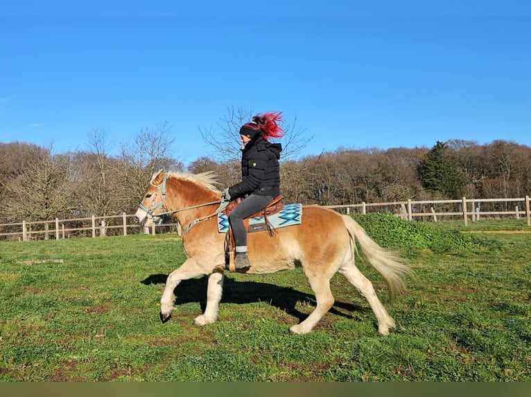 Haflinger / Avelignese Castrone 6 Anni 150 cm Sauro in Linkenbach