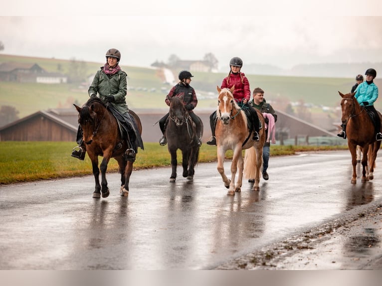 Haflinger / Avelignese Castrone 6 Anni 150 cm Sauro in Eschlkam