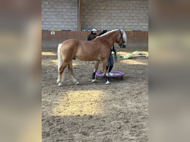Haflinger / Avelignese Castrone 6 Anni 152 cm Sauro in Oberursel