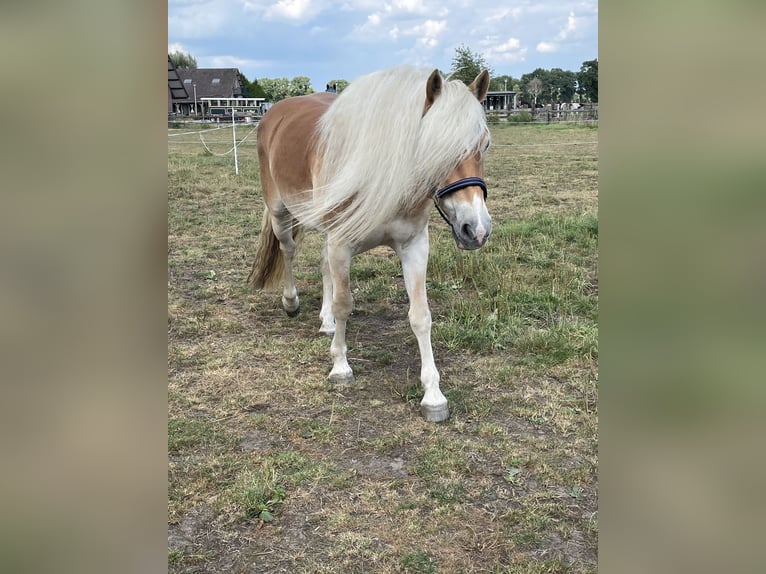 Haflinger / Avelignese Castrone 6 Anni 152 cm Sauro in Leersum