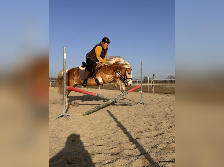 Haflinger / Avelignese Castrone 6 Anni 153 cm Sauro in Kirchbach