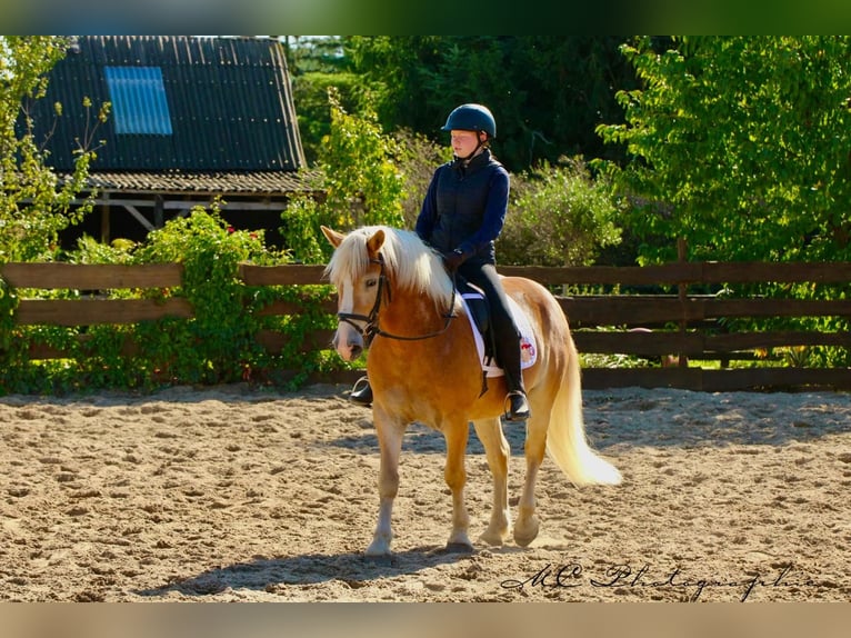 Haflinger / Avelignese Castrone 6 Anni 154 cm Baio chiaro in Brandis