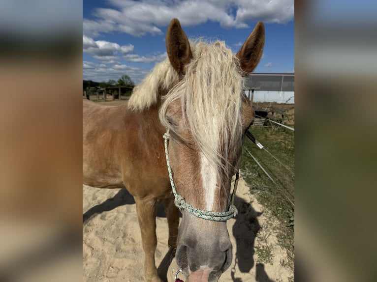 Haflinger / Avelignese Castrone 6 Anni 155 cm  in Bad Fischau