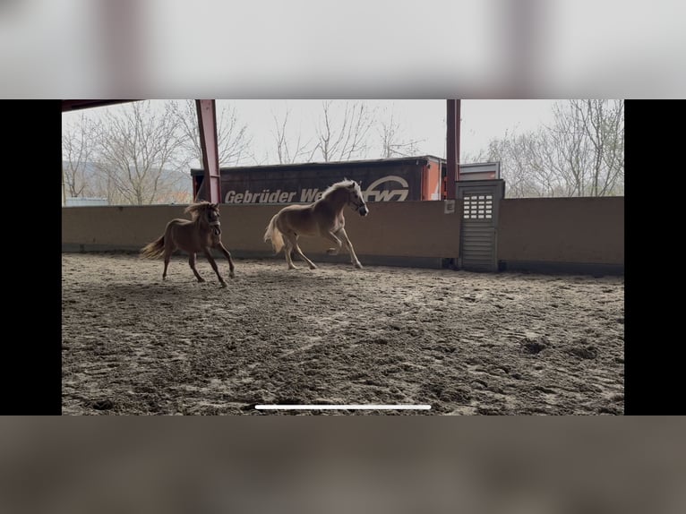 Haflinger / Avelignese Castrone 6 Anni 155 cm  in Bad Fischau