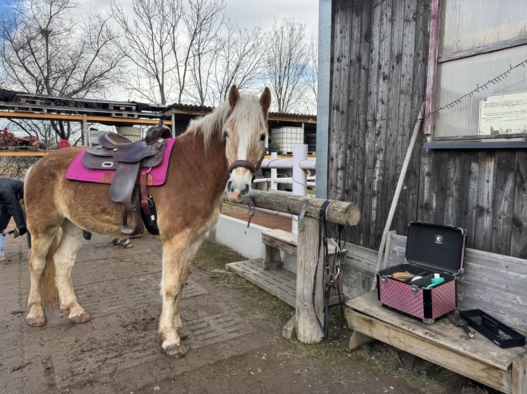 Haflinger / Avelignese Castrone 6 Anni 155 cm  in Bad Fischau