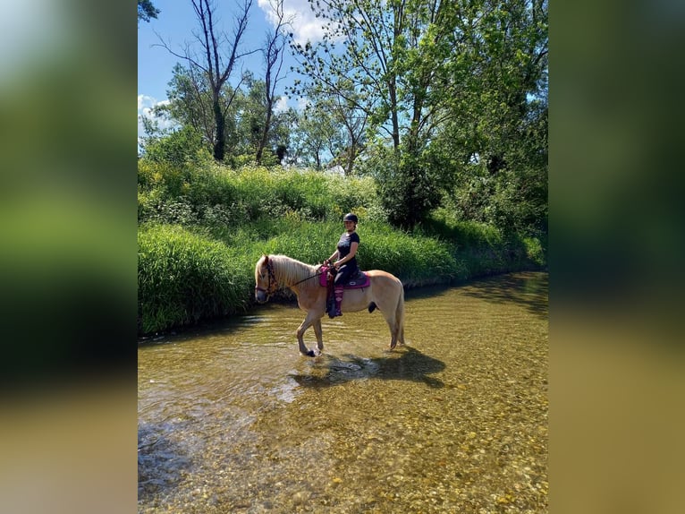 Haflinger / Avelignese Castrone 6 Anni 155 cm  in Bad Fischau