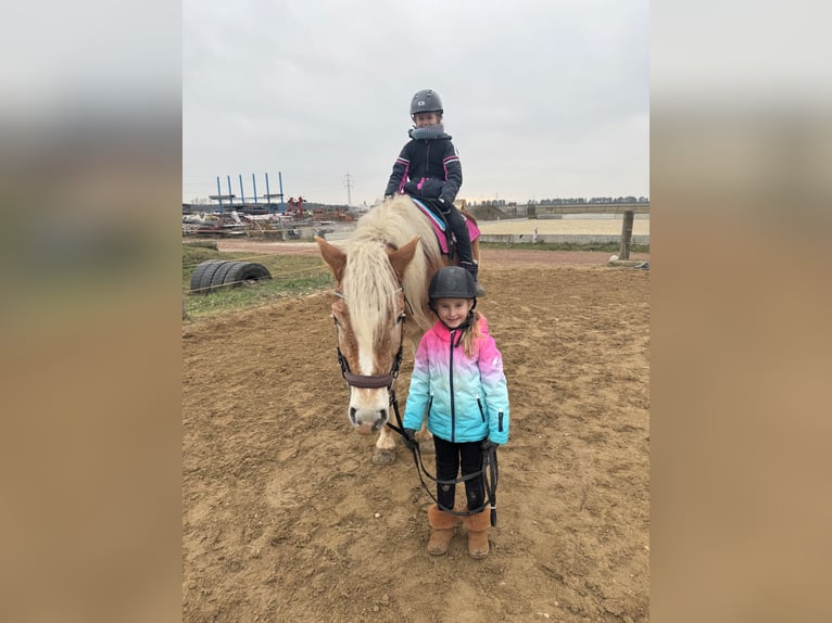 Haflinger / Avelignese Castrone 6 Anni 155 cm  in Bad Fischau