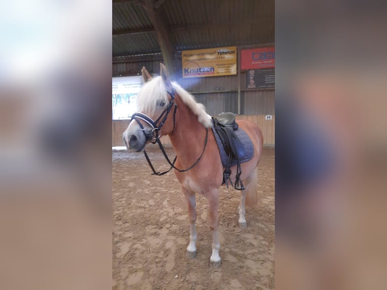 Haflinger / Avelignese Castrone 6 Anni 155 cm Sauro in Tinglev