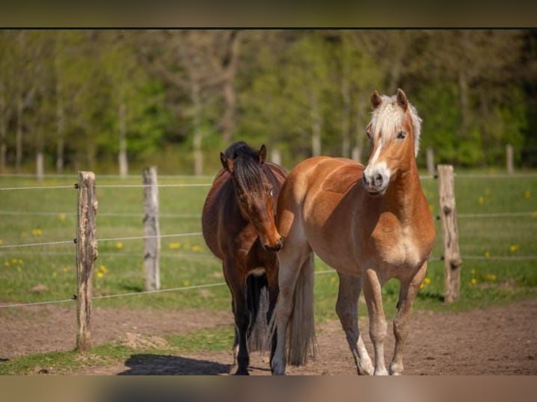 Haflinger / Avelignese Castrone 6 Anni 155 cm Sauro in Tinglev