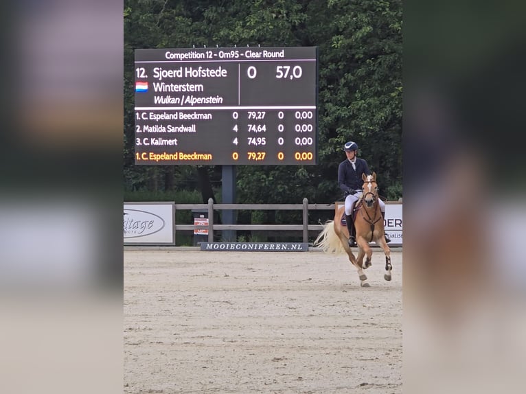 Haflinger / Avelignese Castrone 6 Anni 155 cm Sauro in Wervershoof