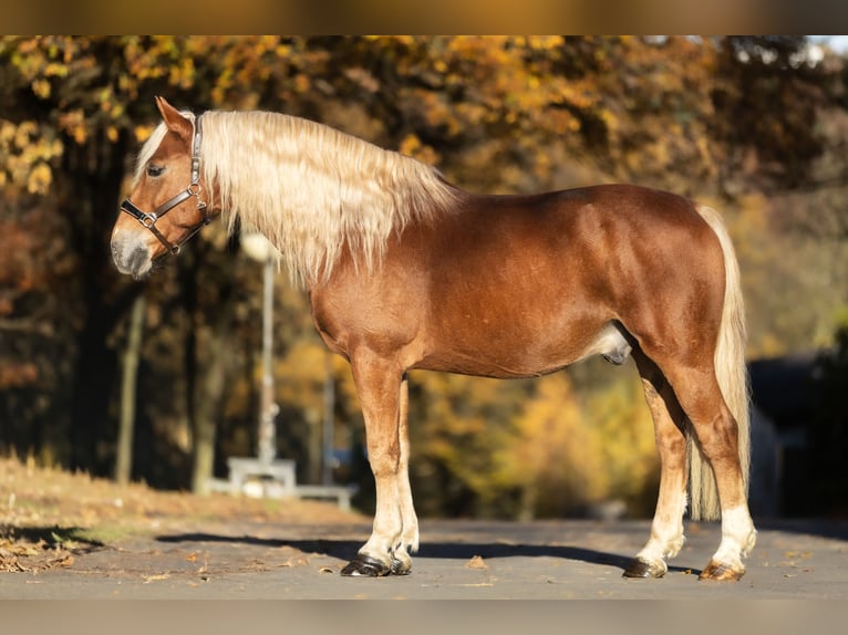 Haflinger / Avelignese Mix Castrone 6 Anni 155 cm Sauro in Windhagen